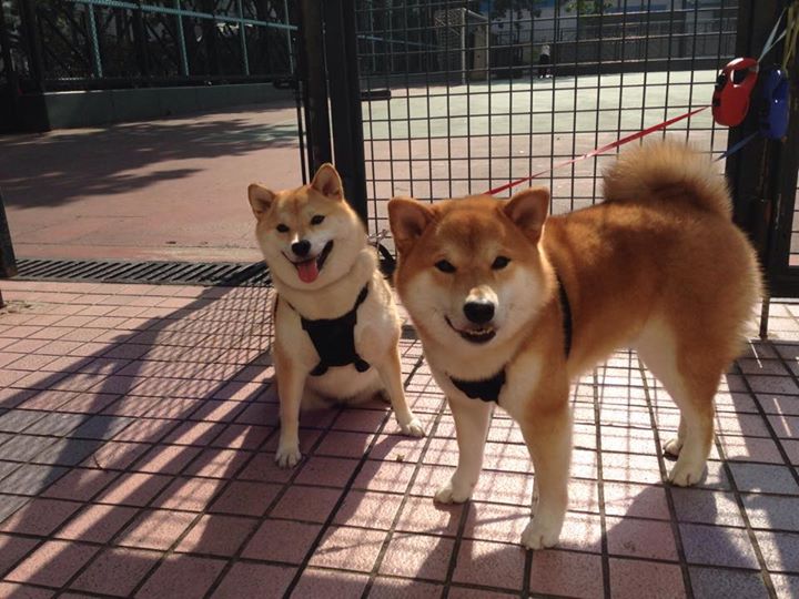 开云中国-德甲：勒沃库森4-1狂胜汉诺威，攻势猛如雷霆，勒沃库森ds