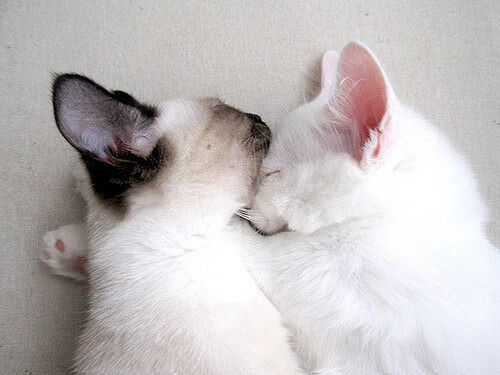 开云平台-比利时女子排球队在小组赛中表现出色，晋级八强，比利时 女排