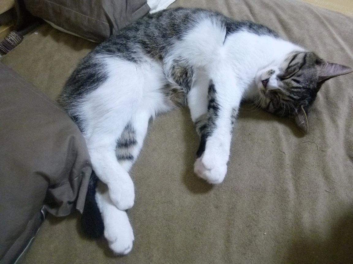 比利时女子排球队在小组赛中表现出色，晋级八强，比利时 女排