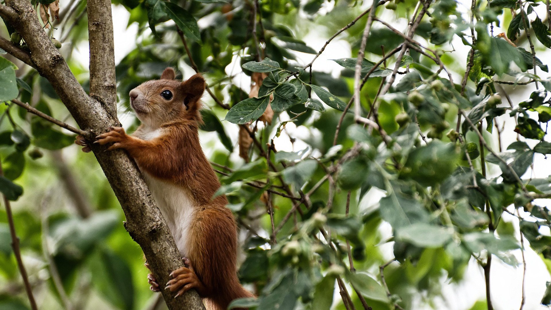 kaiyun体育综合-足球联赛：传奇射手再度上演帽子戏法，射手足球鞋