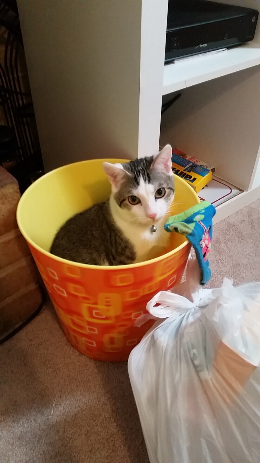 G联赛球队阵容调整进行中,g联赛是什么