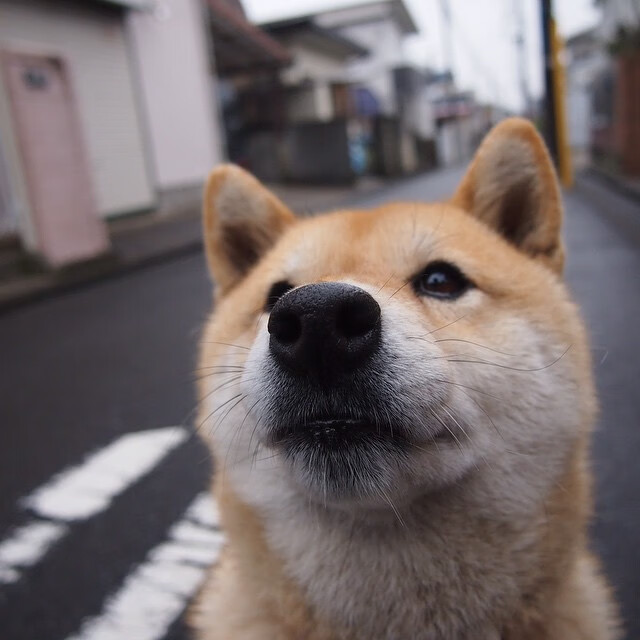 上海久事球队年轻球员状态火热,上海久事篮球俱乐部有限公司