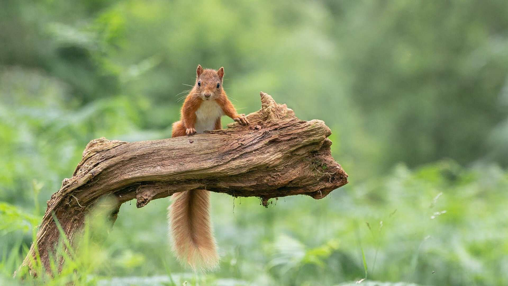 匈牙利队与保加利亚队战平,胜负难分,匈牙利vs