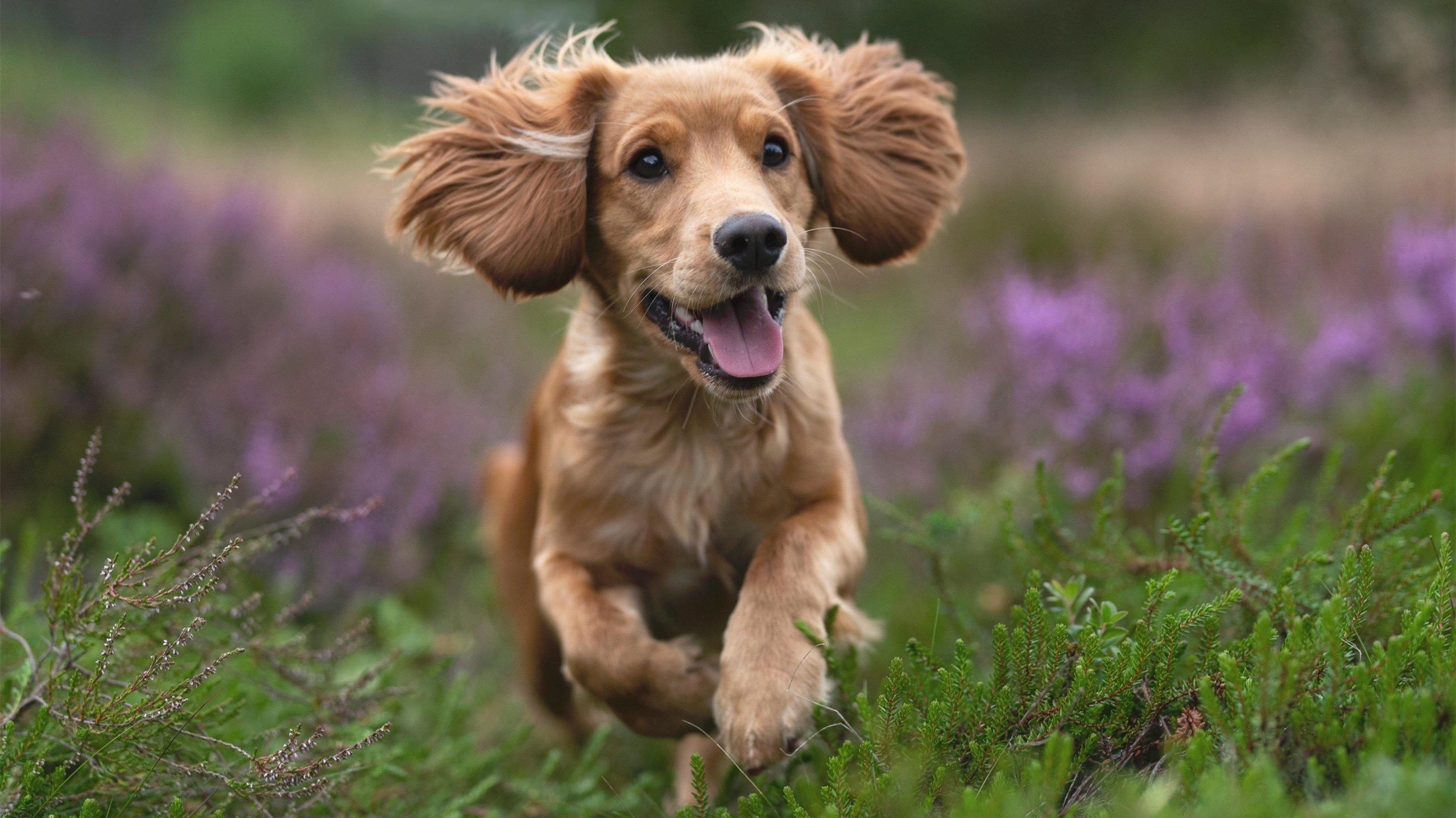 匈牙利队与保加利亚队战平,胜负难分,匈牙利对手