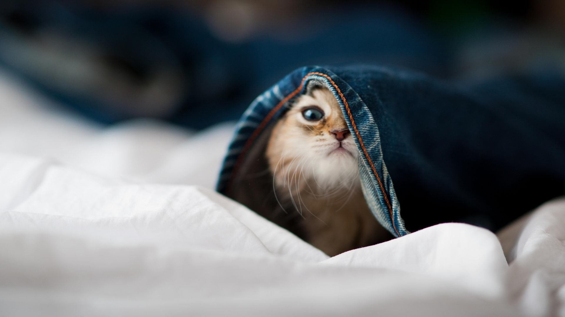 中国篮球运动员竞技心理调节策略，篮球运动中需要的心理技能