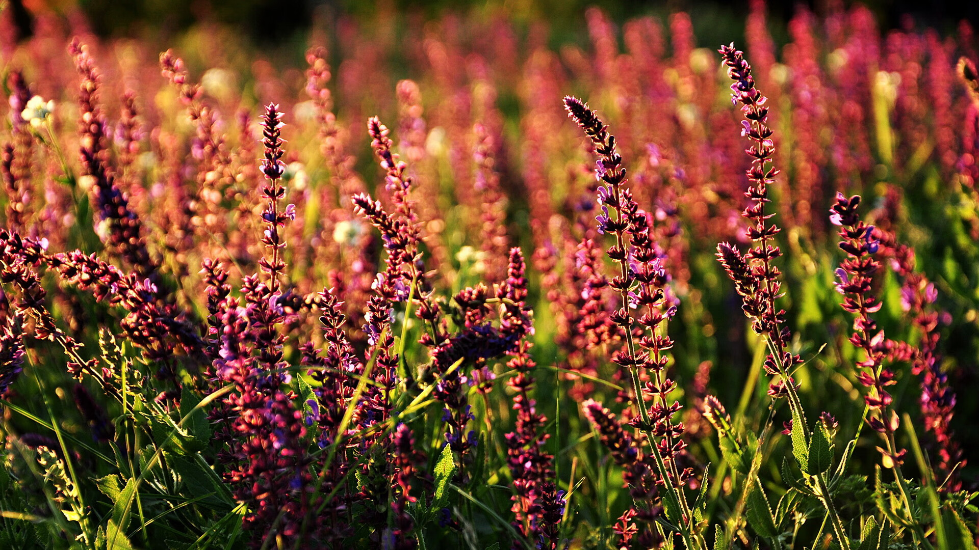 开云·Kaiyun网页版-冬奥集训营经验交流提升备战质量，冬奥服务培训