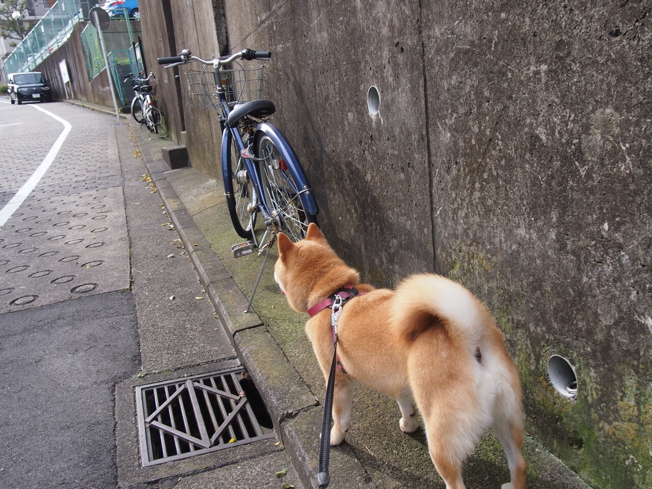 意甲速度与技术:攻防精彩纷呈!,意甲的水平