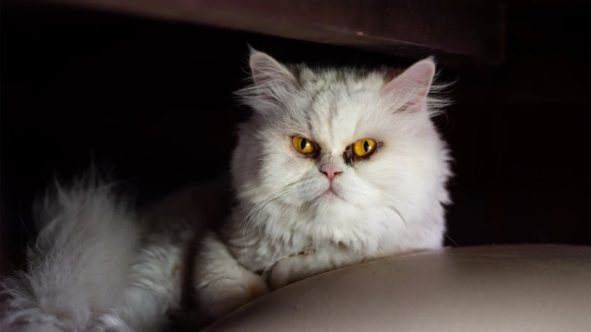 澳大利亚袋鼠队的空中传球与角球配合，展现高度技巧，袋鼠传球游戏