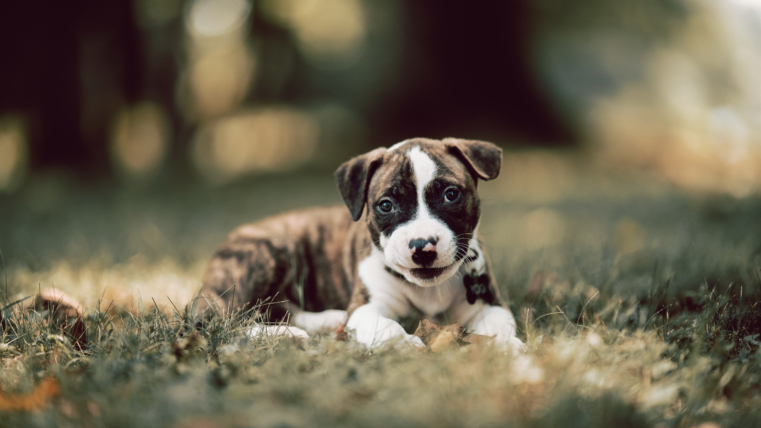 开云官方-英国队赛后感谢团队支持与鼓励，英国队赛后感谢团队支持与鼓励的话